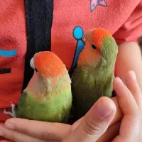 دوتا کوتوله برزیلی