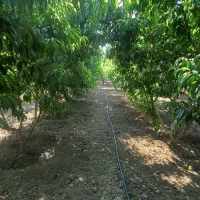فروش-یک-قطعه-باغ
