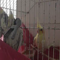 طوطی عروس جفت با جوجه