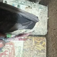 کبوتر پرشی|پرنده|فولادشهر, فولادشهر|دیوار