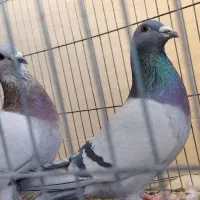 پلاکی|پرنده|فولادشهر, مسکن مهر فولادشهر|دیوار