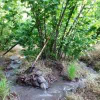 فروش باغ فندق|فروش زمین و ملک کلنگی|رحیمآباد, |دیوار