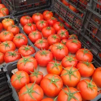 گوجه‌فرنگی گلخانه‌ای|خدمات باغبانی و درختکاری|هشتگرد, فاز ۳ مهستان|دیوار