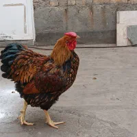 مرغ وخروس گلین اصل وویاندوت