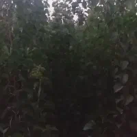 نهالستان|گل و گیاه طبیعی|میاندوآب, |دیوار