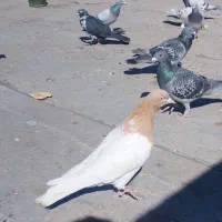 کبوتر طوقی و دوبر