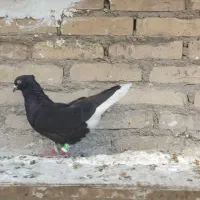 اشعل درشت نر دوری