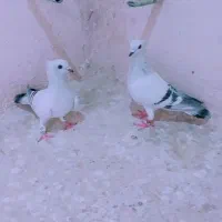 شامی کاکلی|پرنده|مرودشت, ابوذر شمالی‎|دیوار