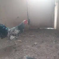 خروس|حیوانات مزرعه|تهران, نیروی هوایی (پیروزی)|دیوار