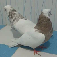 طوقی|پرنده|بهبهان, |دیوار