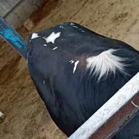 گوساله نر و تلیسه ماده چاق