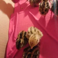 جوجه بلدرچین
