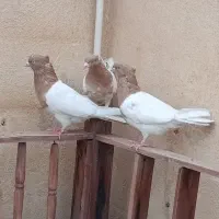 کله زرد کاکولی