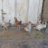 جوجه محلی