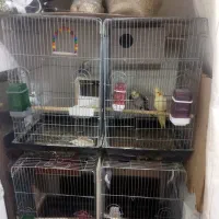 تعدادی عروس هلندی