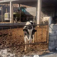 با سلام اجاره گاوداری شیری تازه ساخت|اجارهٔ خانه و ویلا|لاران, |دیوار