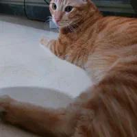 گربه خانگی|گربه|قدس, شهر‌قدس|دیوار