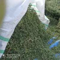 یونجه ساقه ۱۰ سانتی خالص گل واسه خرگوش وشترمرغ