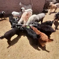 گوسفند فروشی