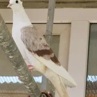 تعدادی کبوتر