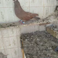 کبوتر رنگی|پرنده|اهواز, بهارستان|دیوار