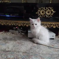 گربه پرشین دوماهه|گربه|مراغه, |دیوار