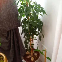 فروش گل طبیعی