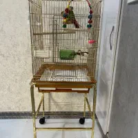 طوطی گرینچیک