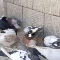 حدود ۱۵ تا کفتر ملقی