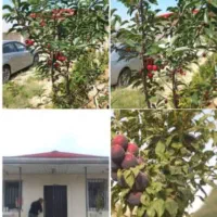 فروش زمین ۳۵۰ متری چهاردیواری در کوشک‌زر