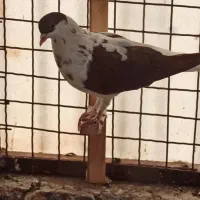 چپ افشون سرخ افغانی کفتر