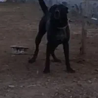 سگ سرابی اصیل