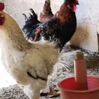 یک جفت خروس سفیدو مشکی کاکلی