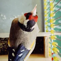 سهره 2ساله.کشیده بلند