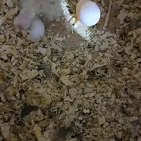 تخم نطفه دار عروس هلندی