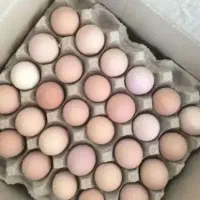 تخم نطفه دار مرغ محلی