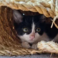 واگذاری گربه نر و ماده