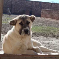 پژدر ماده ۵ ماهه درشت و سرکله دار