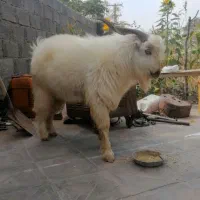 کره نر|حیوانات مزرعه|نگار, |دیوار