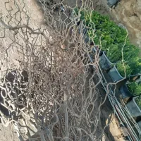 توت فر پیوندی|گل و گیاه طبیعی|کرمان, |دیوار