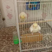 دو جفت عروس هلندی کار داده