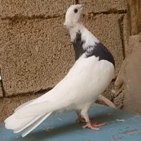 ماده کبوتر توقی