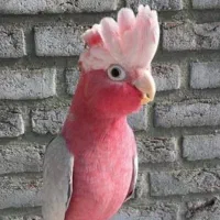 فوری حراج فروش جوجه پرندگان خانگی (انواع طوطی)|پرنده|ری, علایین|دیوار