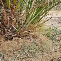 نخل برحی|گل و گیاه طبیعی|چمران, |دیوار