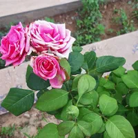 اجاره خانه ویلایی ۱۸۰ متری ۳ خوابه واقع درمهرآوران