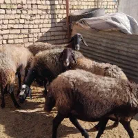 گوسفند زنده جهت قربانی