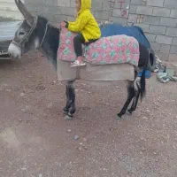 خرگلگی سرعتی