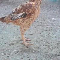 خروس .مرغ لاری|حیوانات مزرعه|قم, سربخش|دیوار