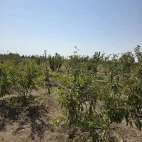 باغچه سهیلیه زعفرانیه|فروش زمین و ملک کلنگی|رامجین, |دیوار