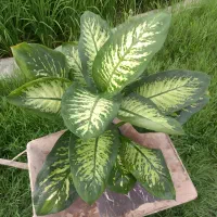 گل دیفن و اگلونما گرین لایت